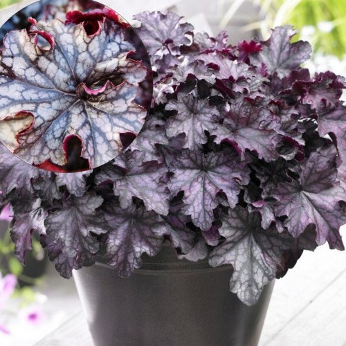 Heuchera 'Blackberry Jam' - Helmikpööris 'Blackberry Jam' P11/0,75L